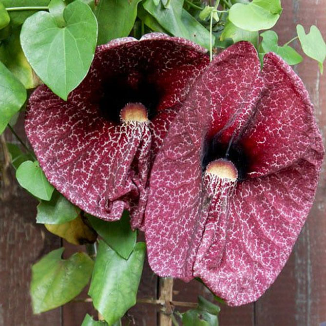 Аристолохія або Кірказон гігантський (Aristolochia gigantea) - тропічна колекційна рослина