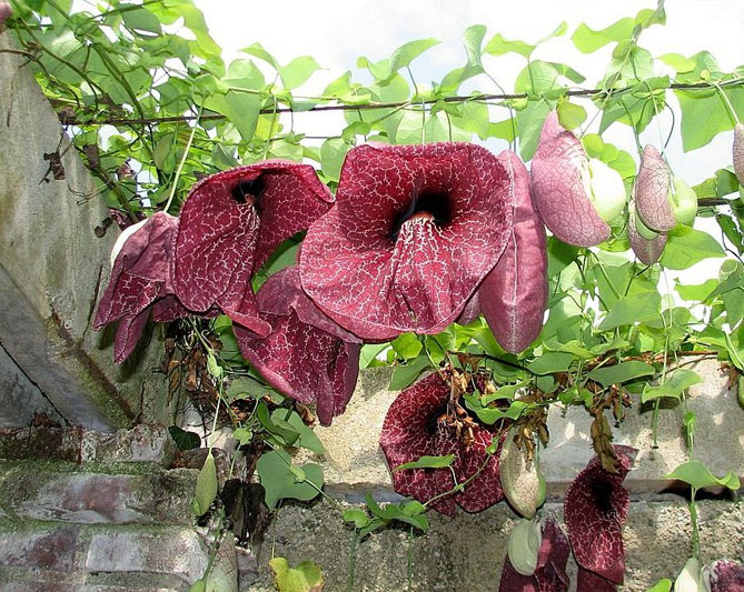 Аристолохія або Кірказон гігантський (Aristolochia gigantea) - тропічна колекційна рослина