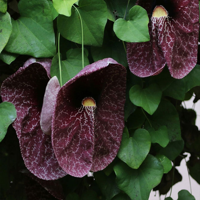 Аристолохія або Кірказон гігантський (Aristolochia gigantea) - тропічна колекційна рослина