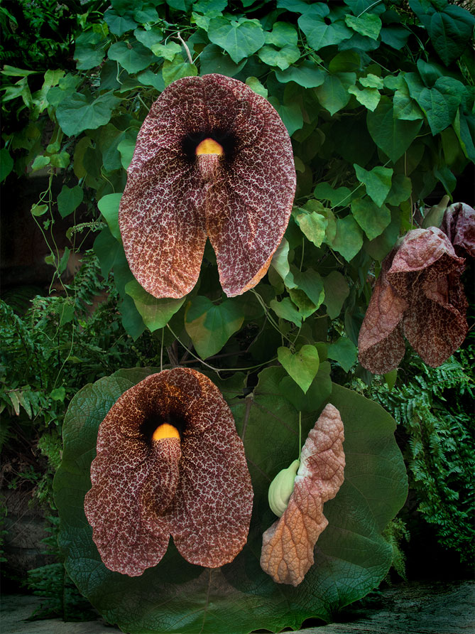 Аристолохія або Кірказон гігантський (Aristolochia gigantea) - тропічна колекційна рослина