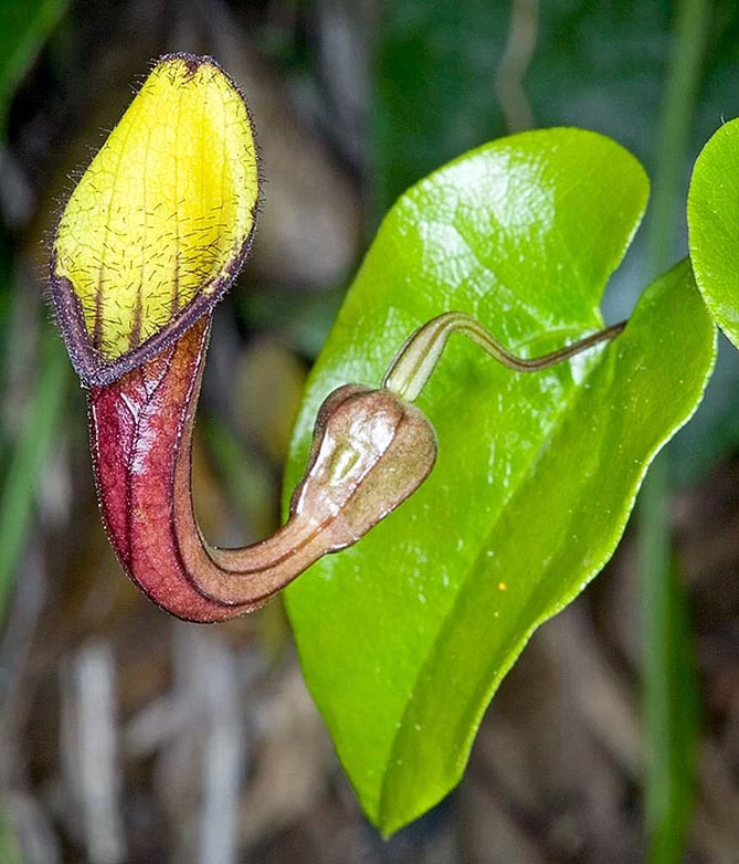 Вид Кірказон вічнозелений (Aristolochia sempervirens)