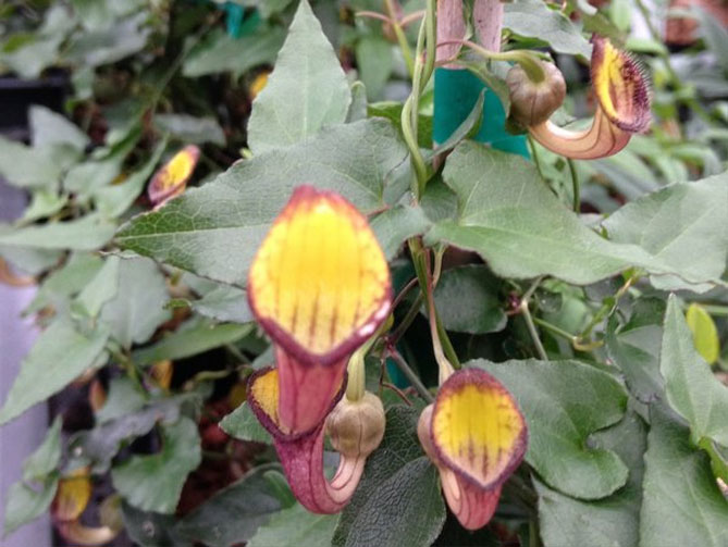 Вид Кірказон вічнозелений (Aristolochia sempervirens)