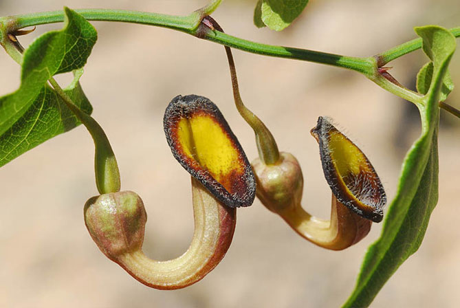Вид Кірказон вічнозелений (Aristolochia sempervirens)