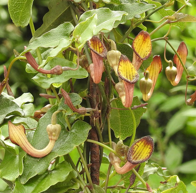 Вид Кірказон вічнозелений (Aristolochia sempervirens)