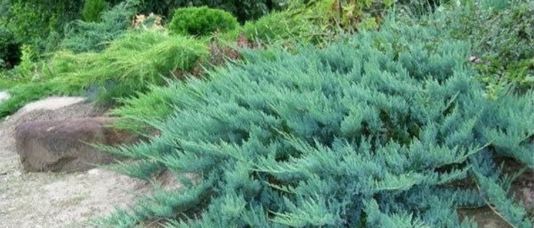 Ялівець Блю Чіп - фото та опис сорту, посадка і особливості догляду