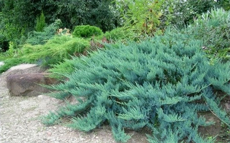 Ялівець Блю Чіп - фото та опис сорту, посадка і особливості догляду