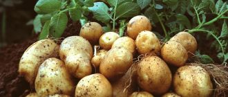 Фунгіцидний захист картоплі від фітофтори: перевірені схеми