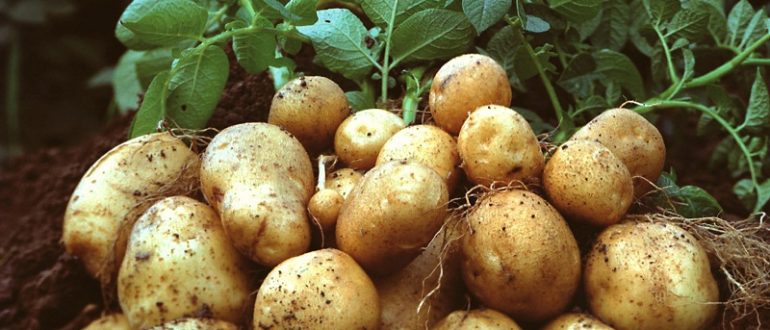 Фунгіцидний захист картоплі від фітофтори: перевірені схеми