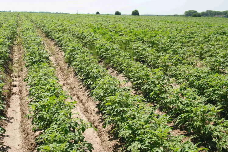 Схеми фунгіцидного захисту картоплі: від старту до збирання