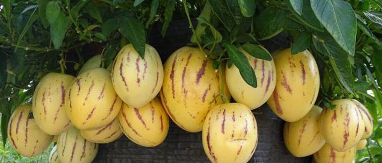 Пепіно (диняча груша) – вирощування з насіння, посадка і догляд