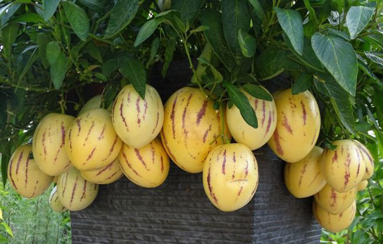 Пепіно (диняча груша) – вирощування з насіння, посадка і догляд