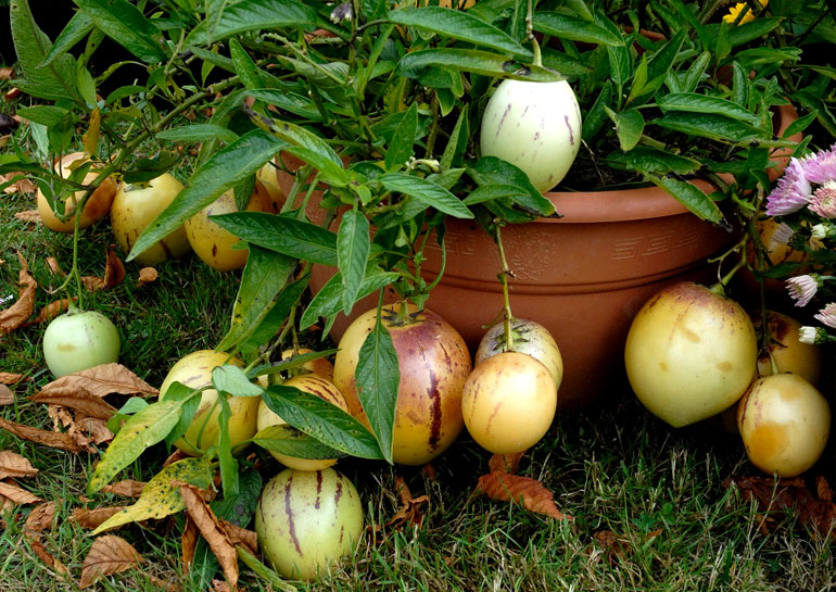 Пепіно (диняча груша) – вирощування з насіння, посадка і догляд