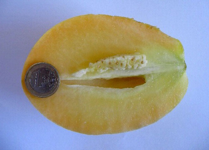 Плоди пепіно