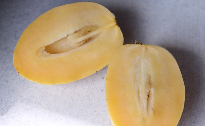 Пепіно (диняча груша) – вирощування з насіння, посадка і догляд