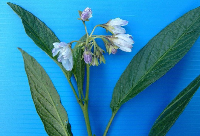 Посів і посадка пепіно у відкритий ґрунт