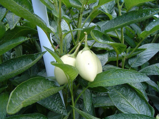 Посів і посадка пепіно у відкритий ґрунт