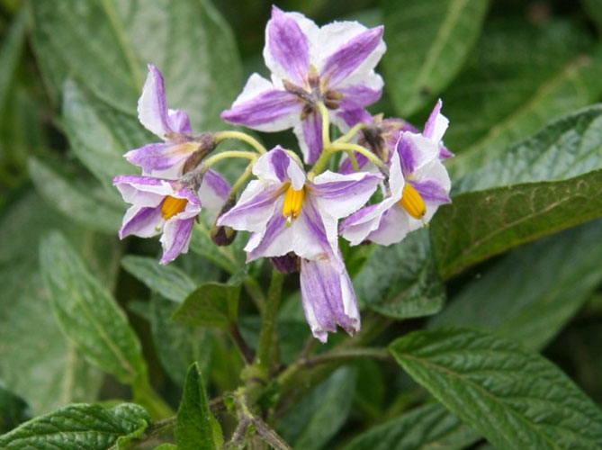 Пепіно (диняча груша) – вирощування з насіння, посадка і догляд