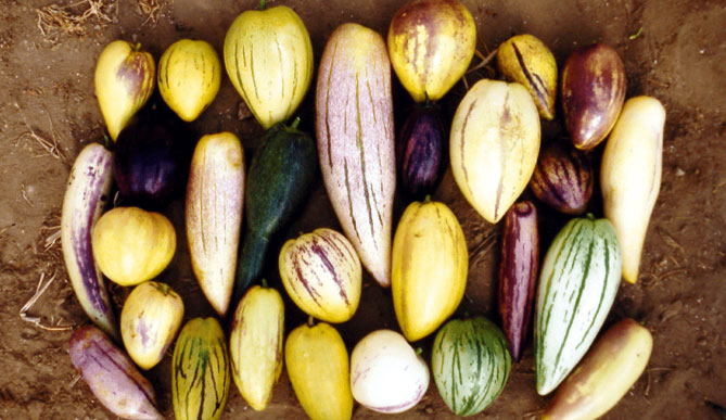 Плоди пепіно