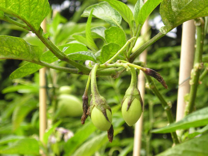 Плоди пепіно