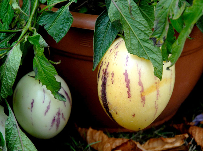 Плоди пепіно