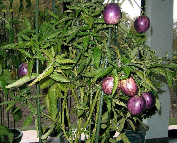 Плоди пепіно