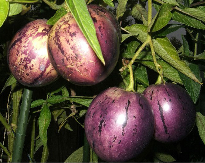 Плоди пепіно