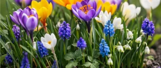 Запилення в саду: які рослини “підтягують” бджіл (і допомагають урожаю)