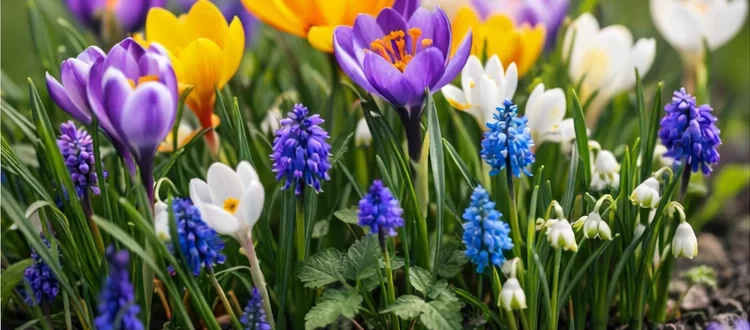 Запилення в саду: які рослини “підтягують” бджіл (і допомагають урожаю)