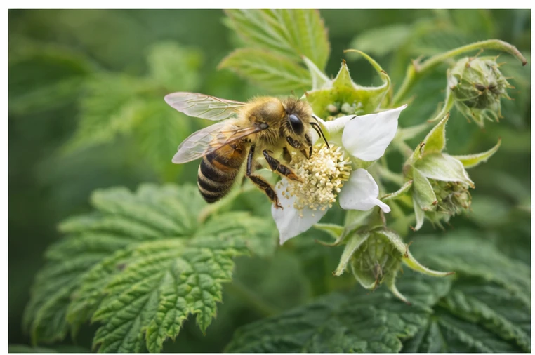 Запилення в саду: які рослини “підтягують” бджіл (і допомагають урожаю)