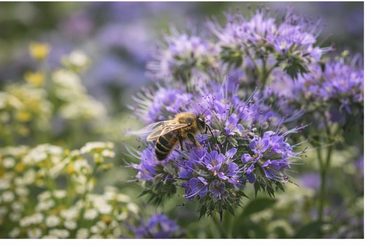 Запилення в саду: які рослини “підтягують” бджіл (і допомагають урожаю)
