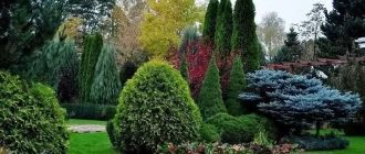 Хвойні рослини оптом: Довгострокові інвестиції в ландшафтний дизайн