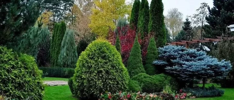 Хвойні рослини оптом: Довгострокові інвестиції в ландшафтний дизайн