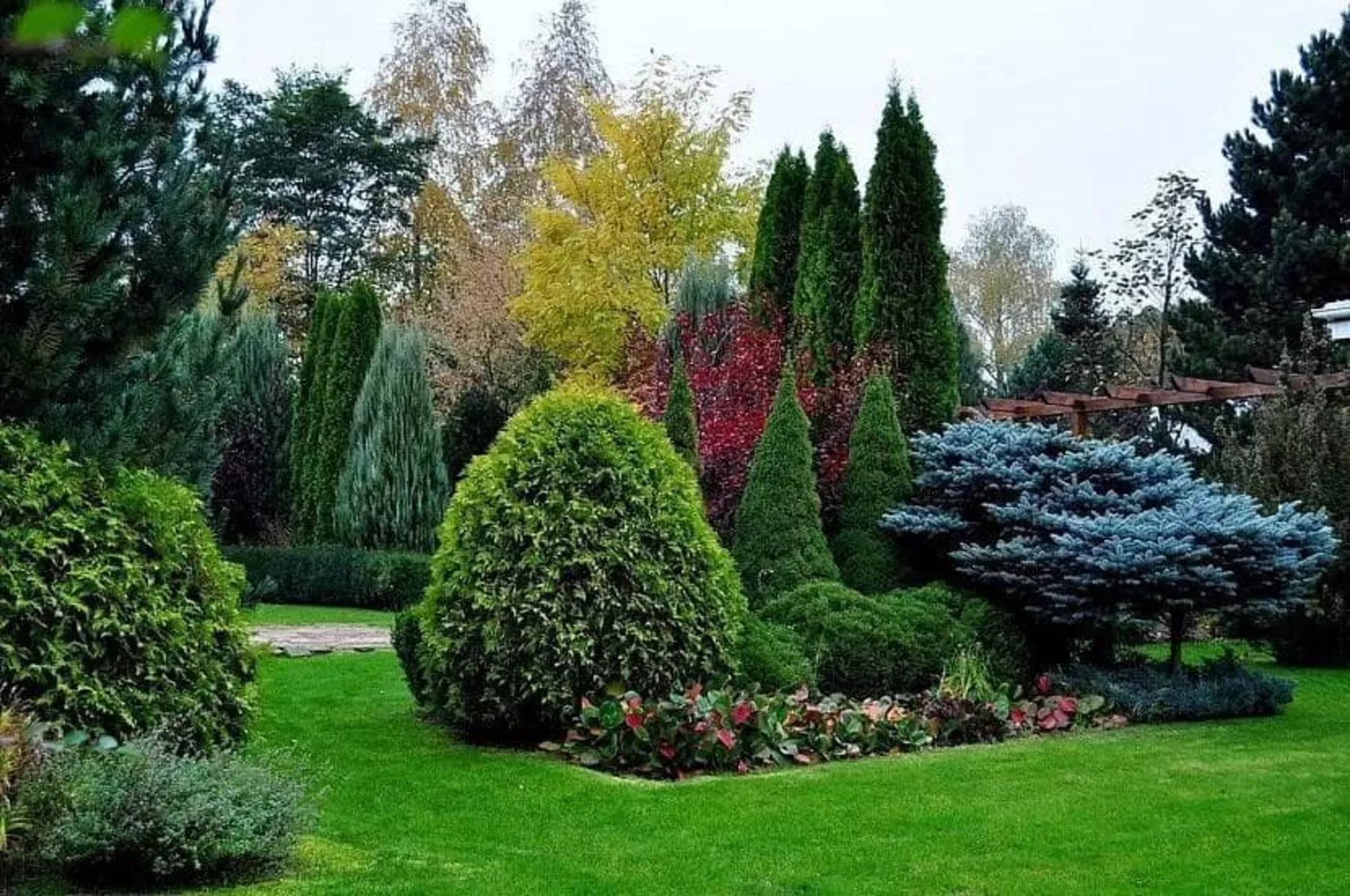 Хвойні рослини оптом: Довгострокові інвестиції в ландшафтний дизайн