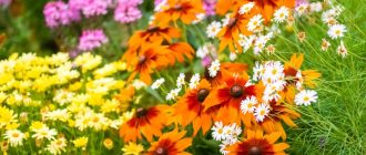 Як перемогти попелицю та борошнисту росу — створюємо квітник, який сам підтримує рівновагу