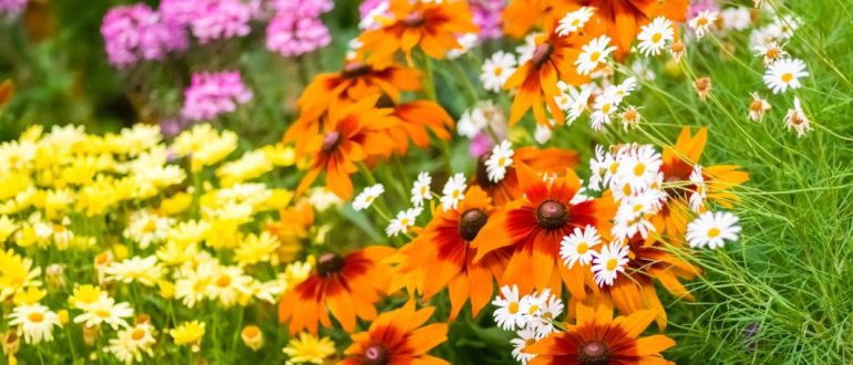 Як перемогти попелицю та борошнисту росу — створюємо квітник, який сам підтримує рівновагу