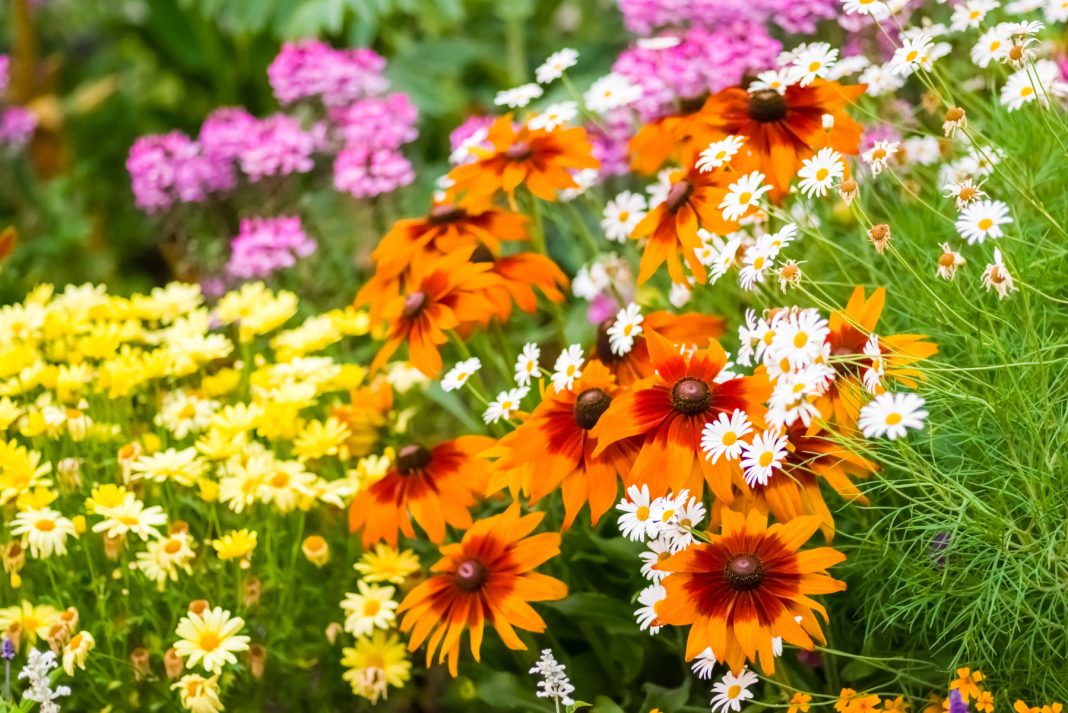 Як перемогти попелицю та борошнисту росу — створюємо квітник, який сам підтримує рівновагу