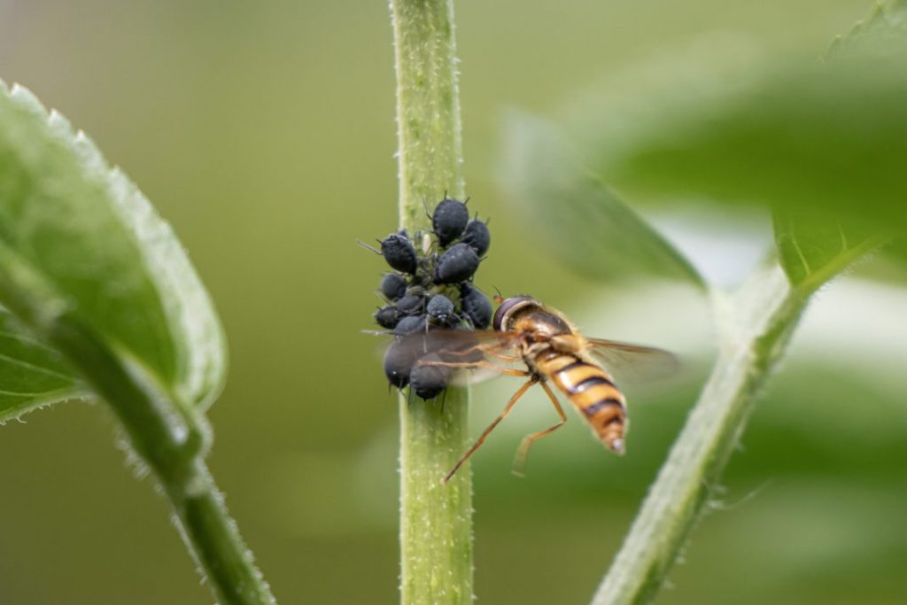Здоровий сад — це не той, у якому немає жодного шкідника. У ньому шкідники є, але їх мало, бо їх стримують природні вороги, конкурентне середовище та рослини з нормальним імунітетом.