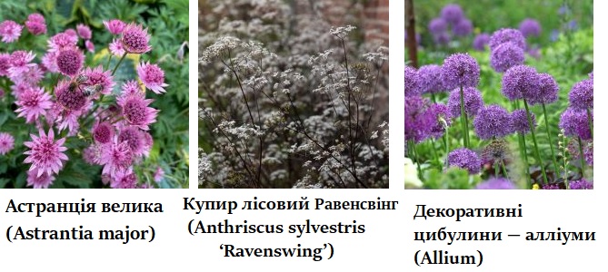 Квіти для корисних комах