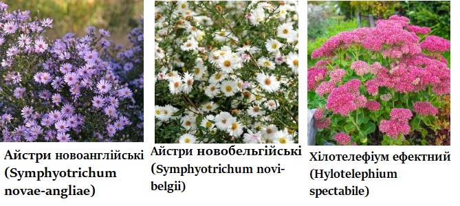 Квіти для корисних комах