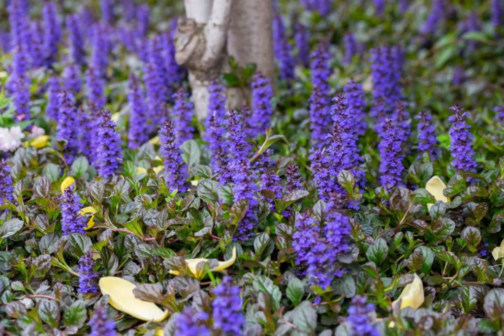 Живучку повзучу часто сприймають як простий ґрунтопокривник, але її сині колоски в травні — важливе раннє джерело нектару для джмелів, особливо в тінистих і вологих куточках саду, де вибір квітучих рослин обмежений.