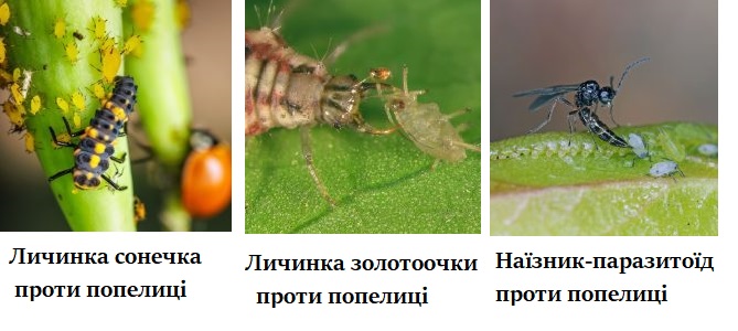 Хто у вашому саду працює безкоштовно