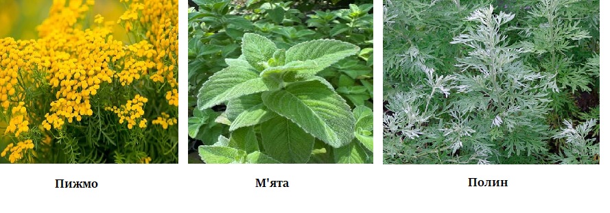 рослини, які відлякують мурах своїм запахом: