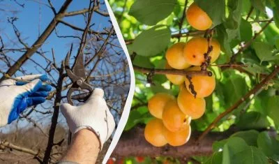 Чи потрібно укривати абрикос на зиму?